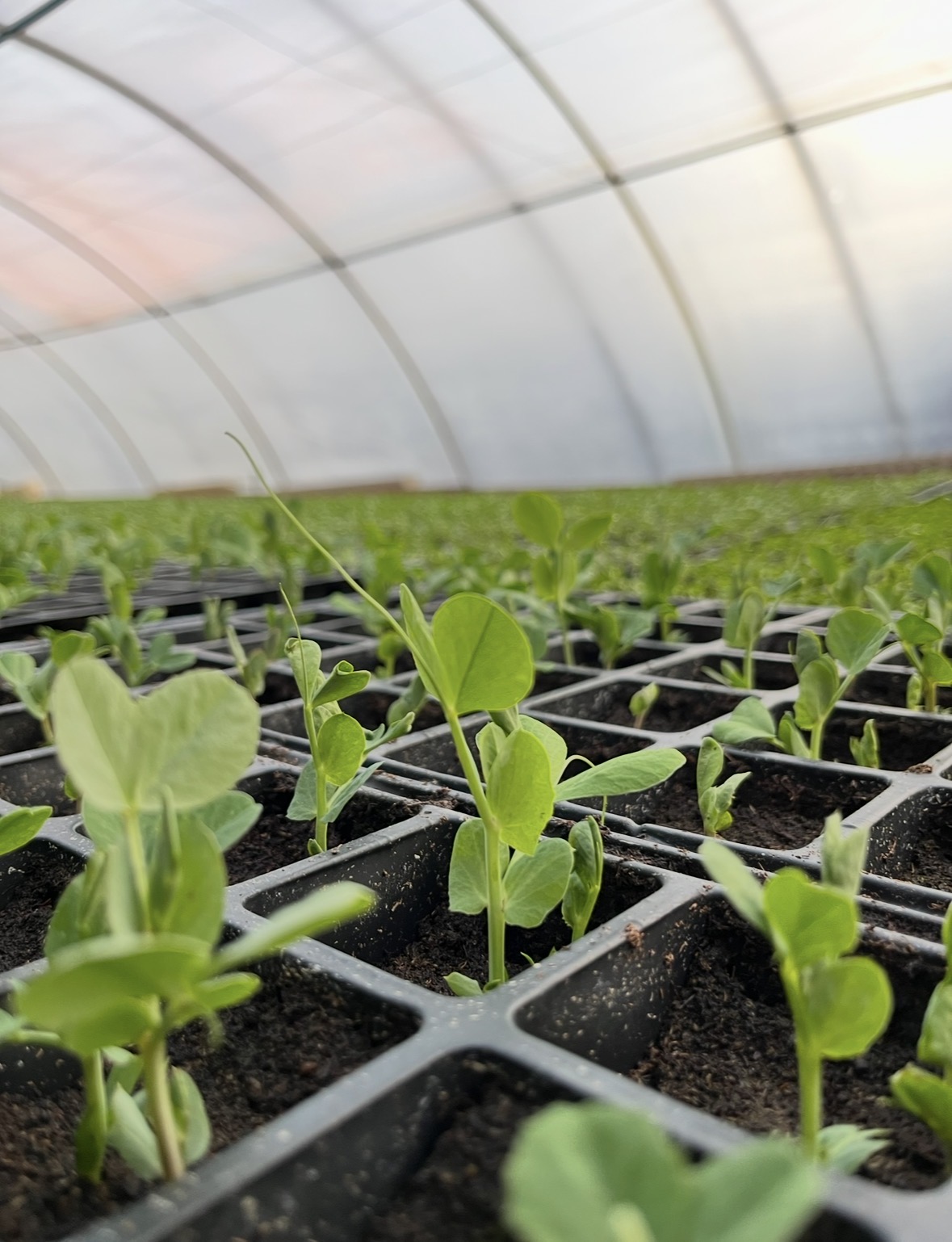 Palánták üvegházban